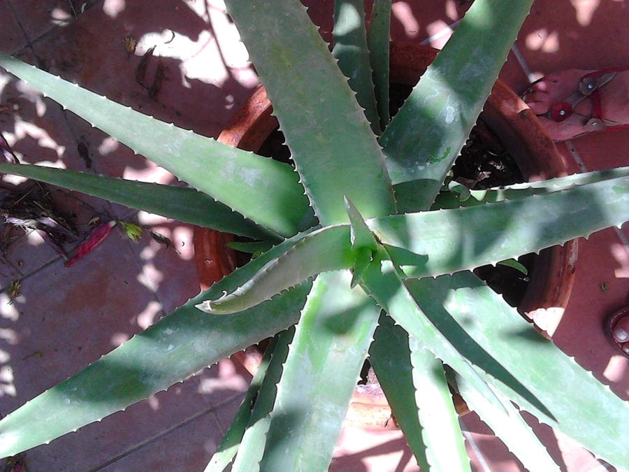 Close-up of aloe vera plants at Epidavros Aloe crops