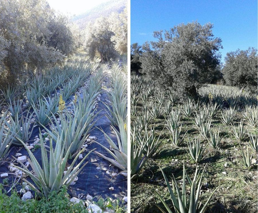 montaj of views with rows of aloe vera plants at Epidavros Aloe crops