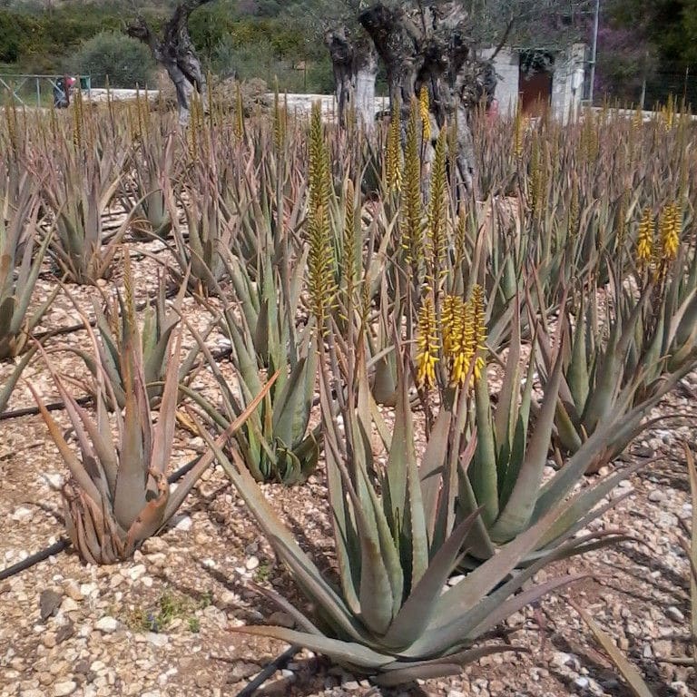 rows of aloe vera plants with yellow flowers at Epidavros Aloe crops