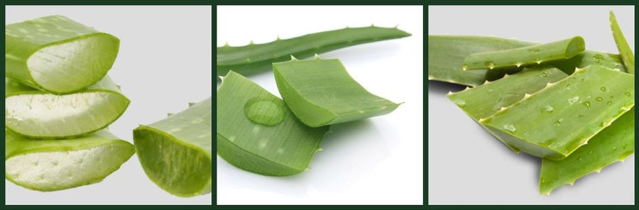 pieces of aloe vera leaves from Epidavros Aloe crops