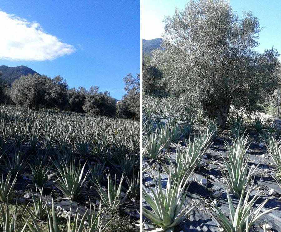 montaj of views with rows of aloe vera plants at Epidavros Aloe crops and olive trees in the buckground