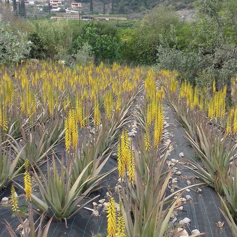 rows of aloe vera plants with yellow flowers at Epidavros Aloe crops