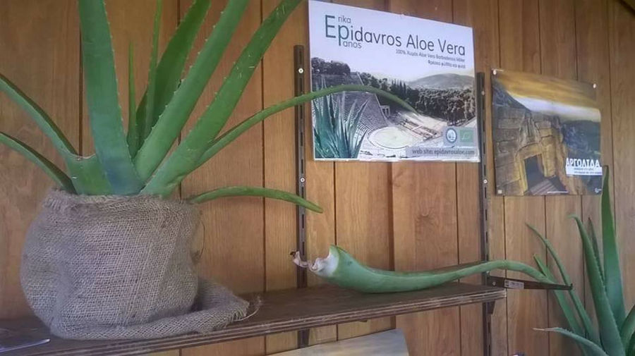 pot with aloe vera plants and a panel that says Epidavros Aloe Vera on the wood wall