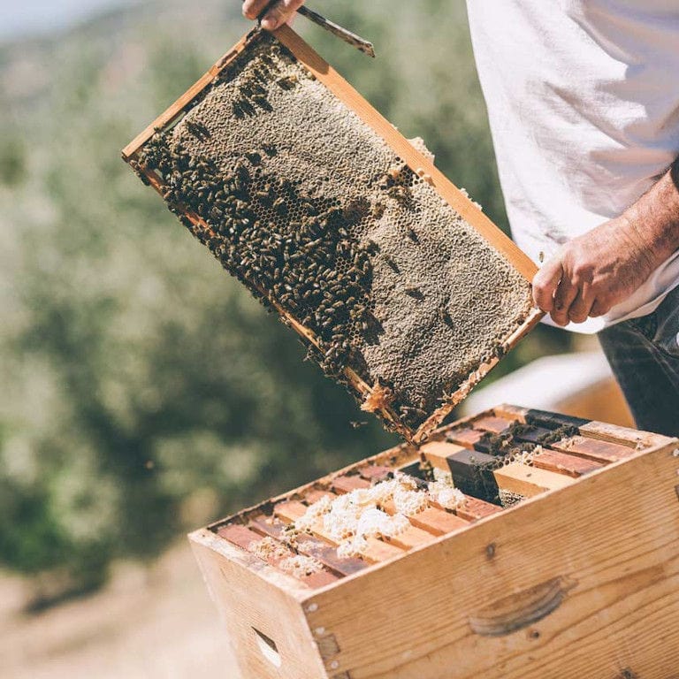 beekeeper holding honeycomb panel with bees and a bee hive scraper knife on top of bee hive at 'Ermionis'
