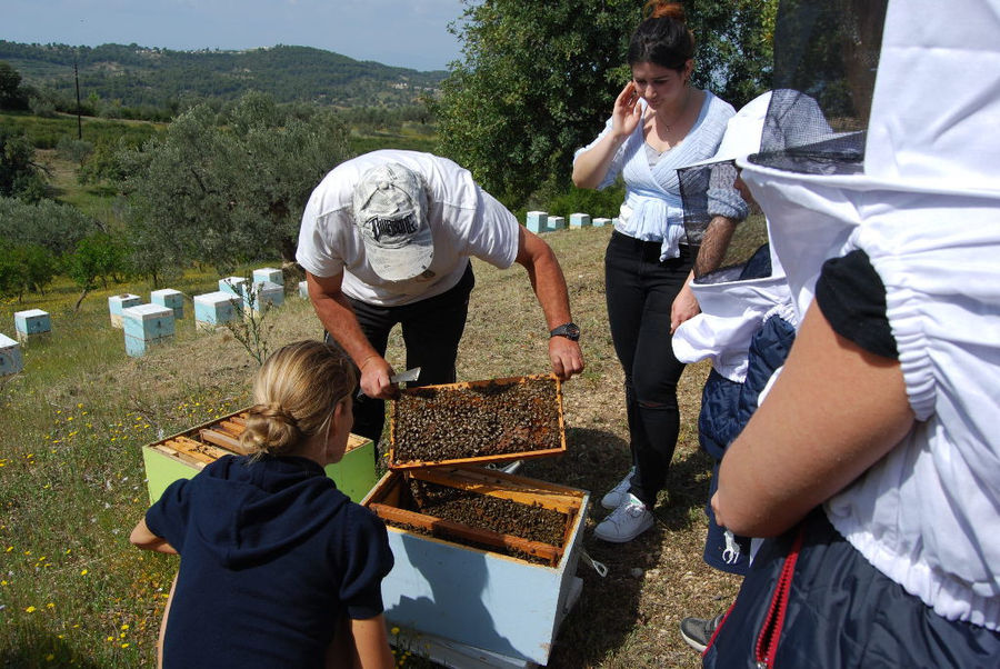 a group of tourists watching a man that holding a honeycomb panel with bees on top of bee hive in nature at 'Ermionis'