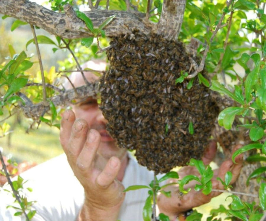 close-up of bees' nest on the branch of tree and a man showing it at the camera at 'Ermionis'