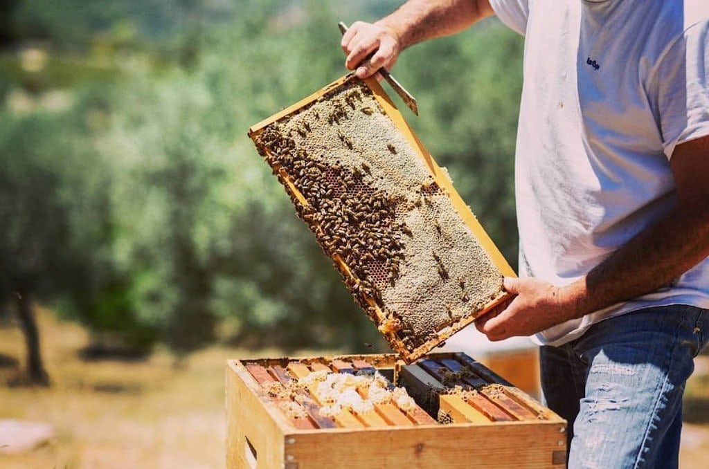 beekeeper holding honeycomb panel with bees at ‘Ermionis Bairaktaris Apiary’ that recognized with many awards|