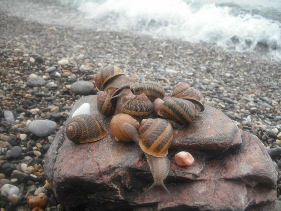 view up close of Escargot de Crete land snails on wood surface and the seaside in the background