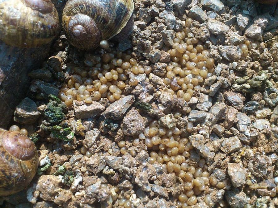 view up close of Escargot de Crete land snails and their eggs on the ground