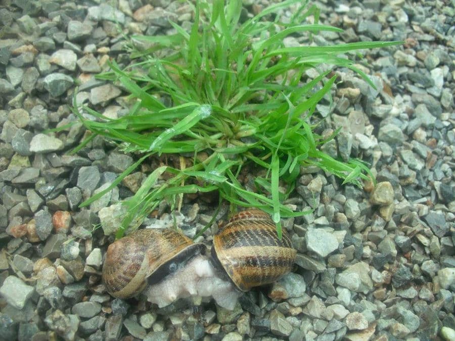 view up close of two snails mating on gravel near of green plant bush at Escargot de Crete farm