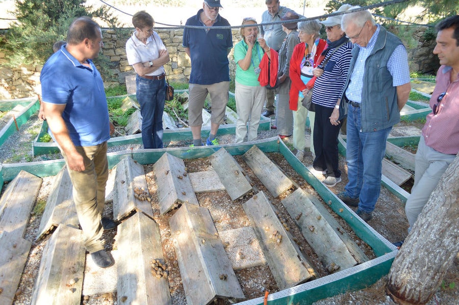 a group of tourists watching land snails on the ground at Escargot de Crete farm outside