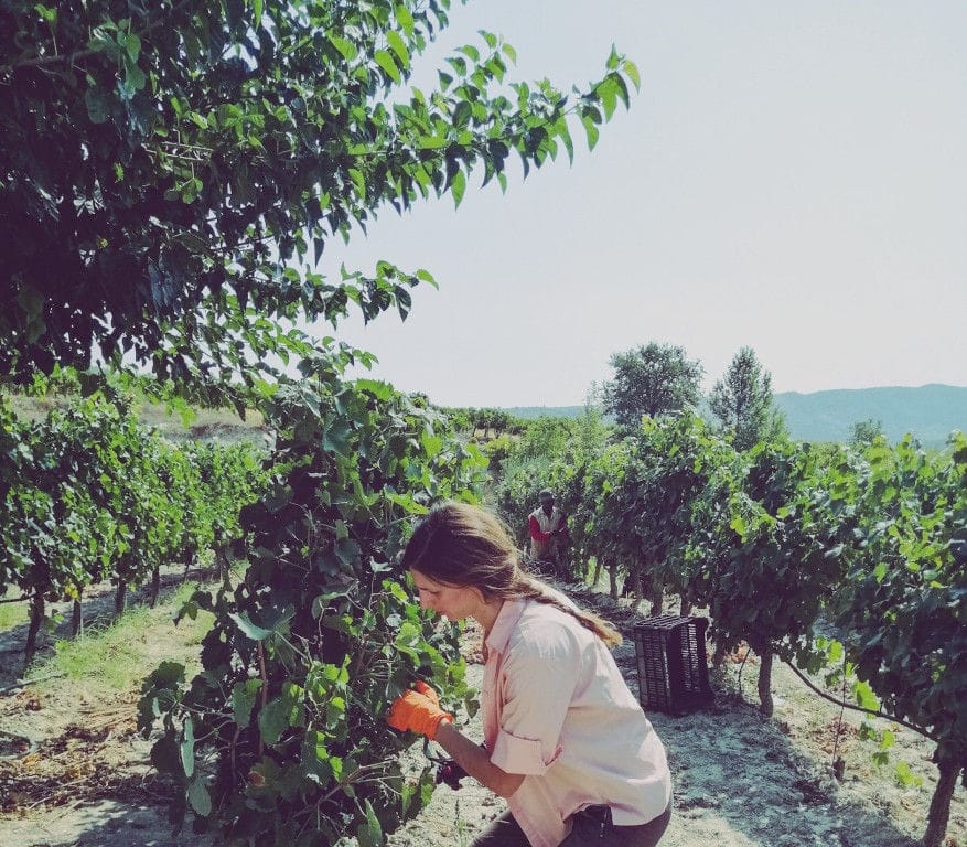 woman with long hair sitting on crate and picking grapes in the Constantin Gofas Estate vineyard