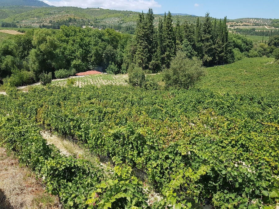 rows of vines at 'Constantin Gofas Estate vineyards in the background of trees and mountains