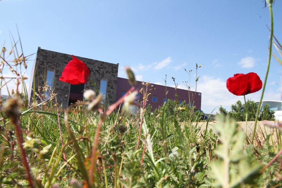 two poppy flowers and green grass in the buckround of Constantin Gofas Estate building