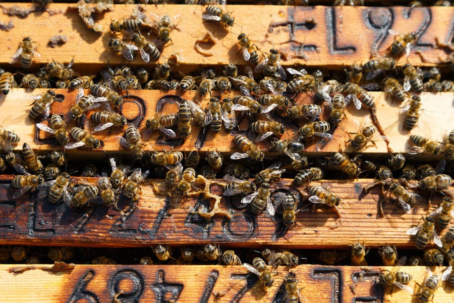 close-up of honeycomb panel with bees at 'Eumelon'