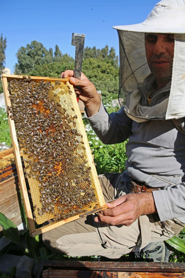 beekeeper holding honeycomb panel with bees and a shovel in nature at 'Eumelon' and showing at the camera