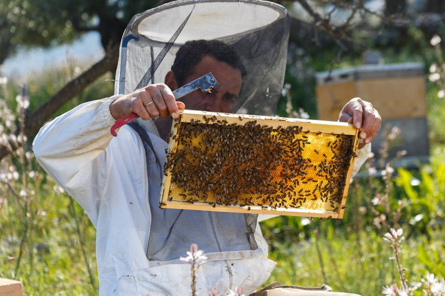 beekeeper holding honeycomb panel with bees and a shovel in nature at Eumelon and showing at the camera