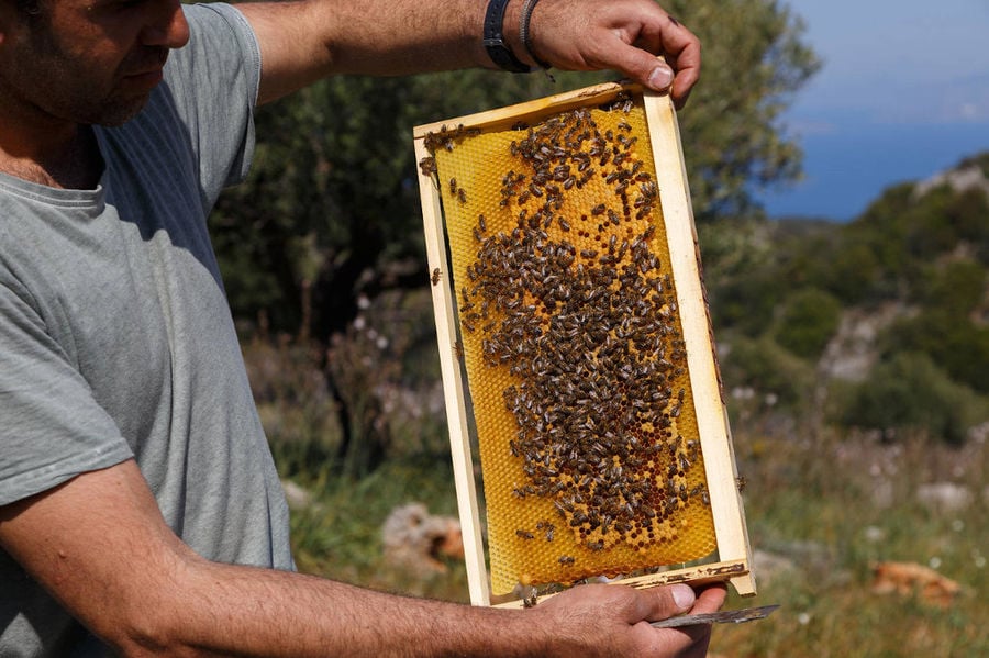 man holding honeycomb panel with bees at 'Eumelon' and showing at the camera with trees in the background