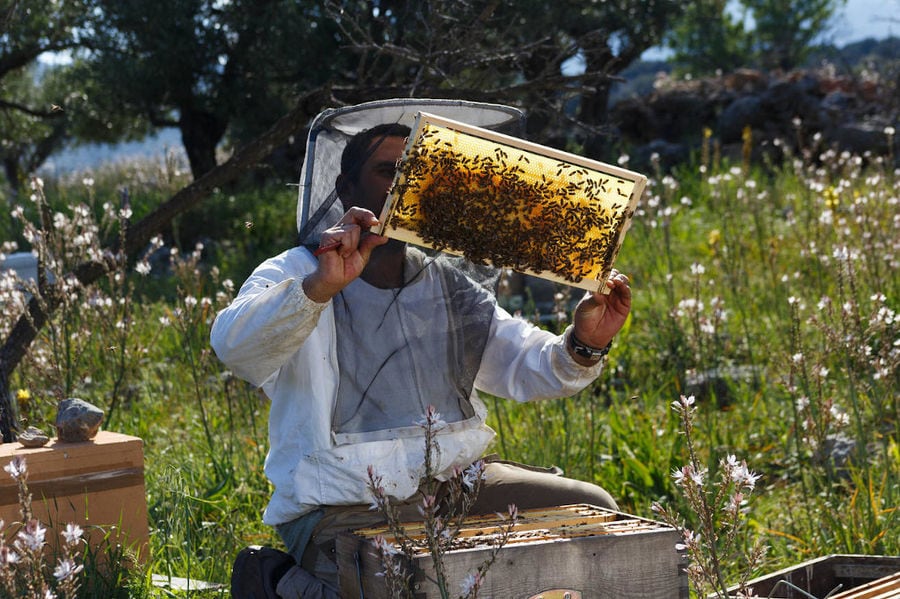 beekeeper holding honeycomb panel at 'Eumelon' surrounded by white flowers and grass