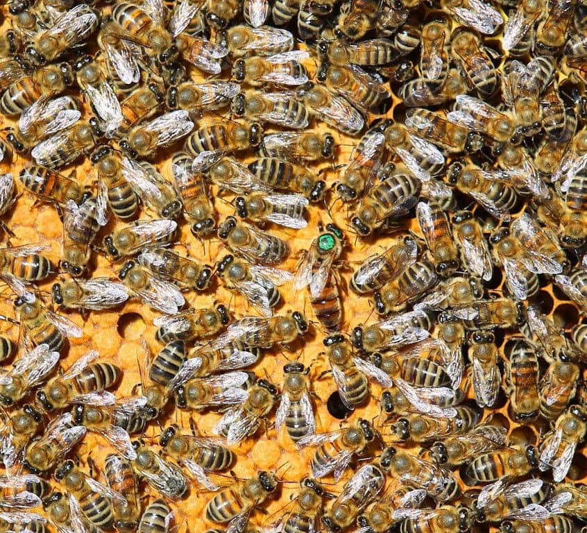 close-up of bees on the surface at 'Eumelon'