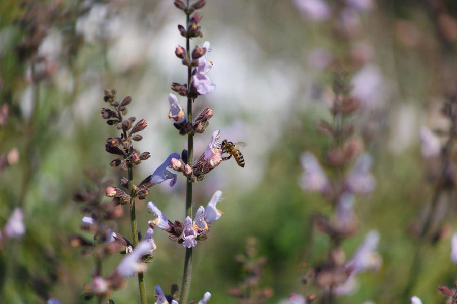 close-up of bees pollinating white flowers at ''Eumelon'