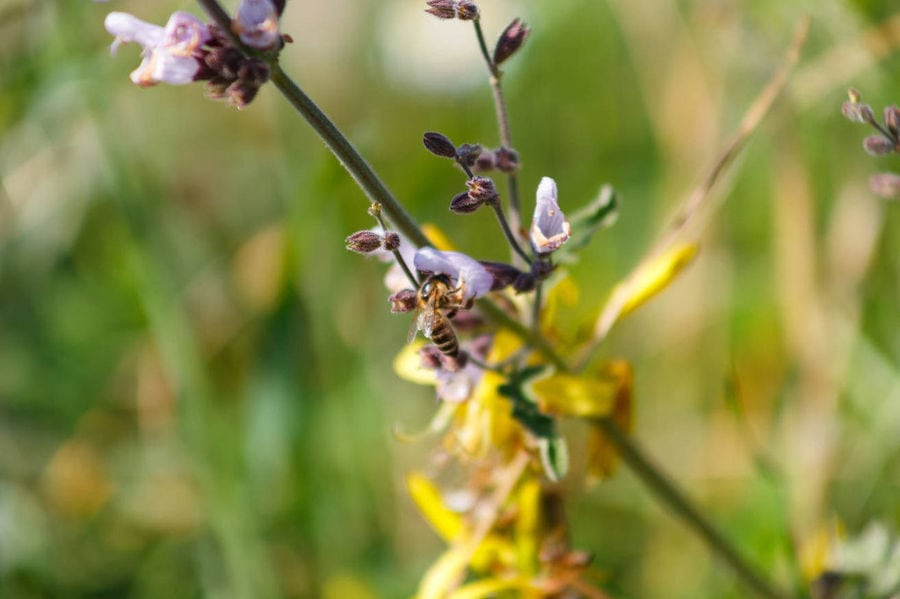 close-up of bee pollinating a flower at ''Eumelon'