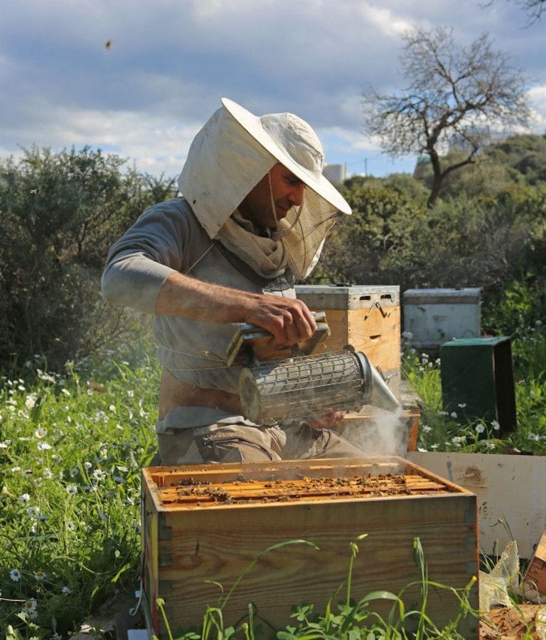 beekeeper using a bee hive smoker at 'Eumelon' surrounded by white flowers and grass and trees