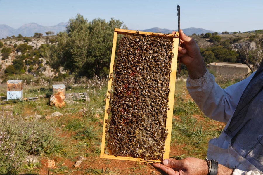 beekeeper holding honeycomb panel and a shovel in nature at 'Eumelon' and showing at the camera