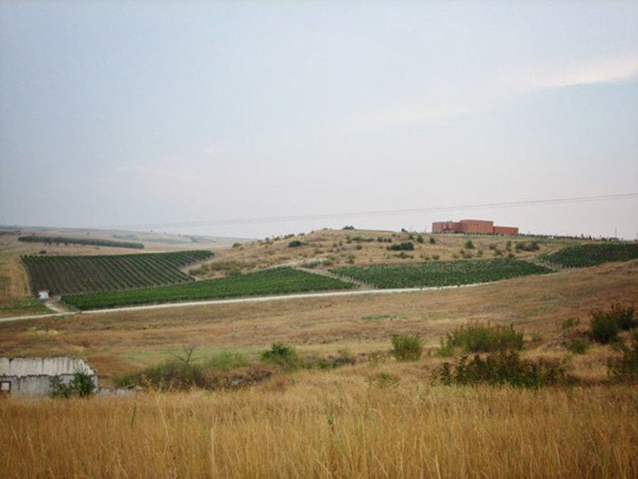 Tall grass on a dune with the vineyards and 'Evritika Kellaria' building in the background