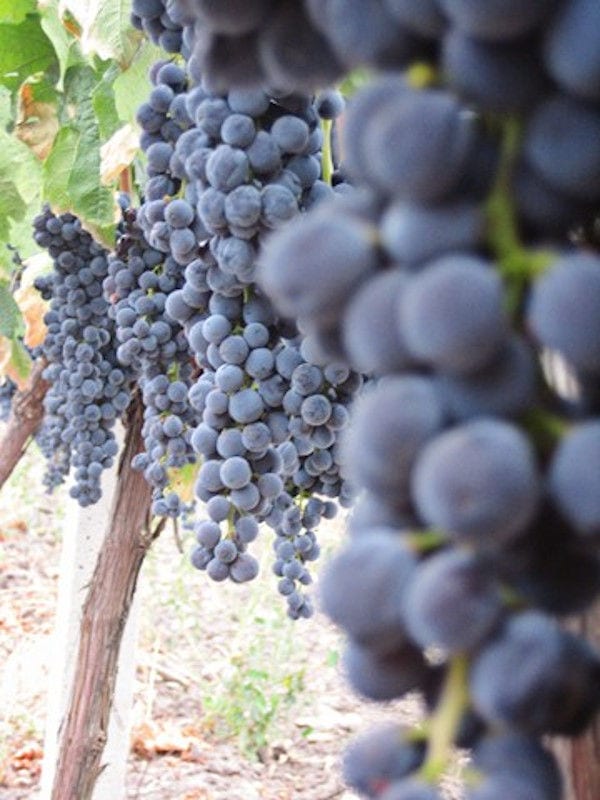 vine with bunches of black grapes at 'Evritika Kellaria' vineyards