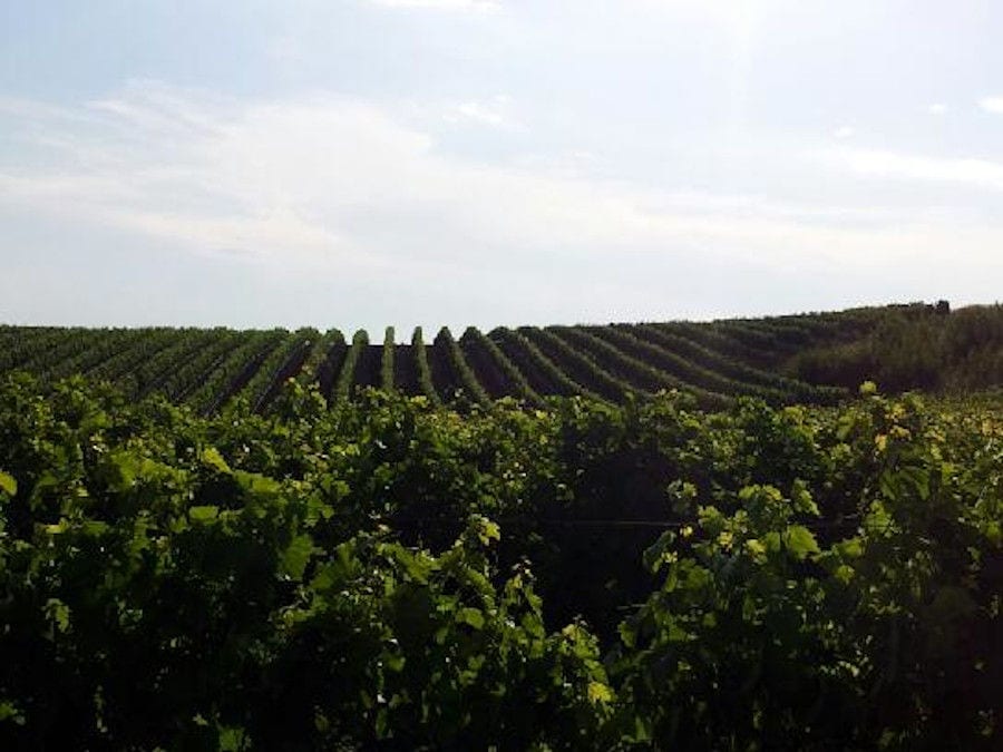 rows of vines at 'Evritika Kellaria' vineyards in the background of blue sky