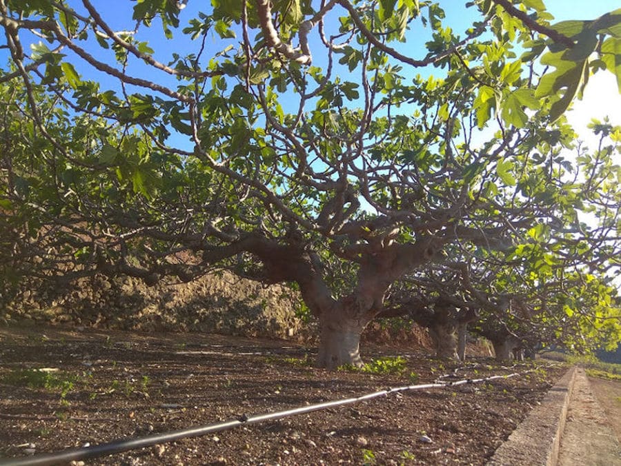 row of fig trees at Figland crops and irrigation hoses on the ground