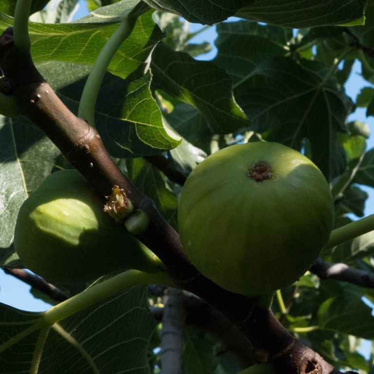 close-up of branches with figs at Figland crops