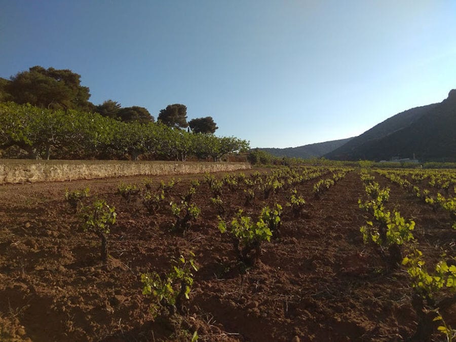 row of fig sapling at Figland crops and the blue sky and hills in the background