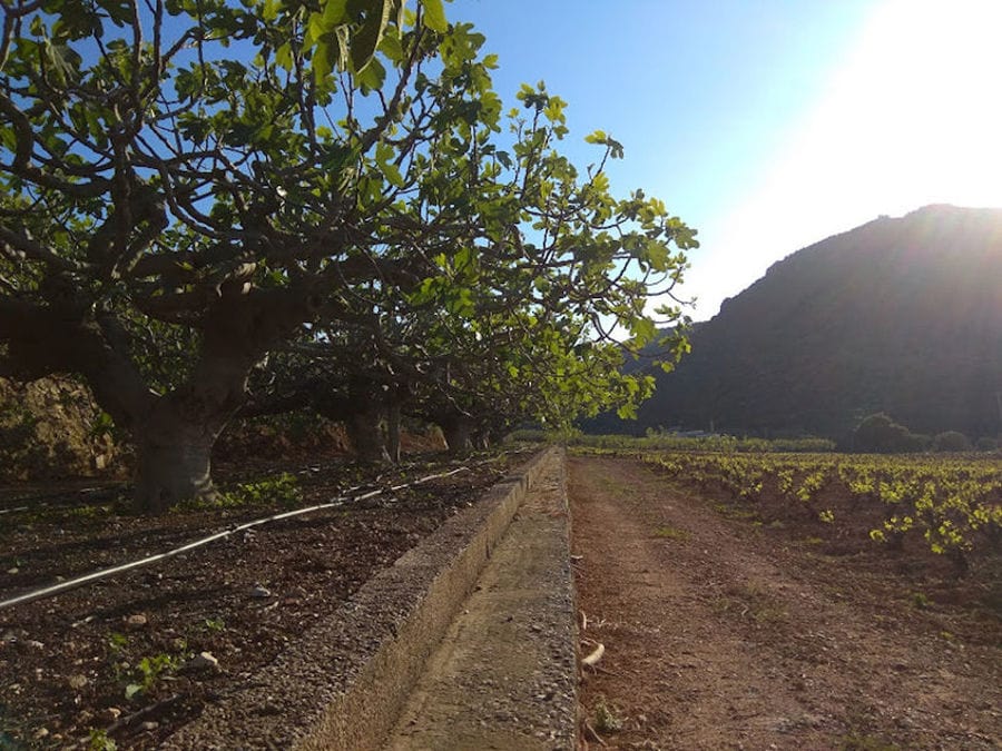 dirt road and a row of fig trees on the one side at Figland crops