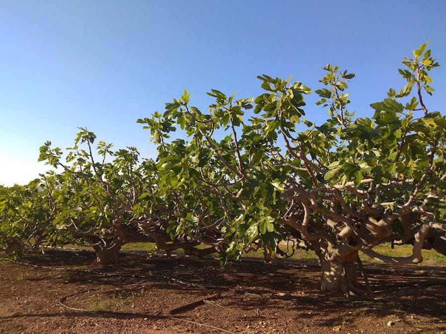 row of fig trees at Figland crops and irrigation hoses on the ground