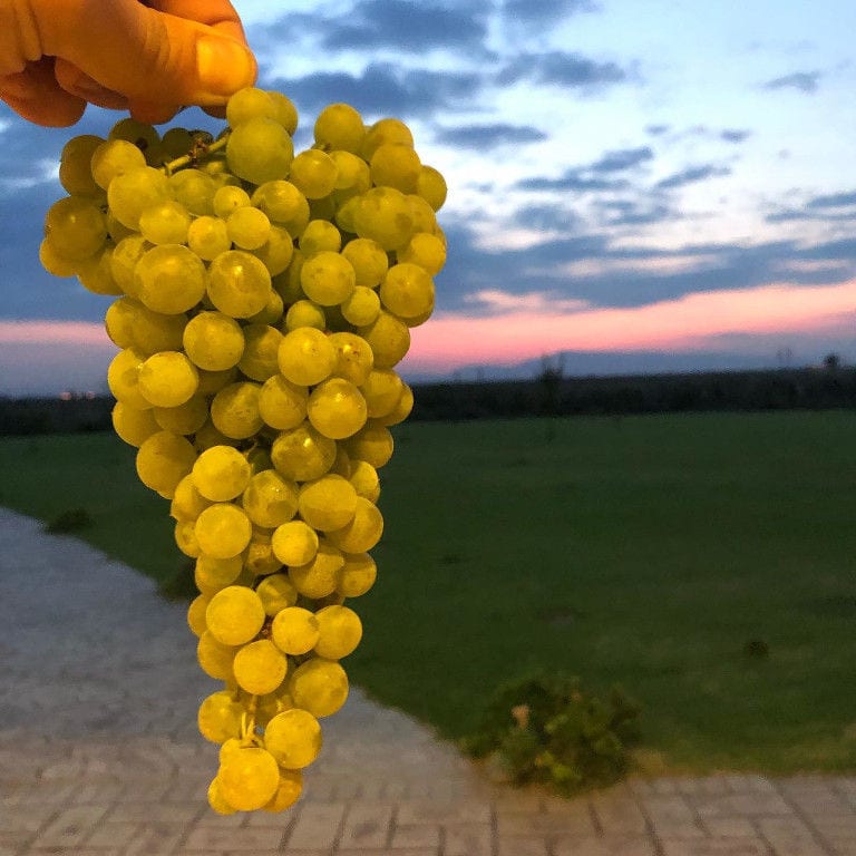 man holding a bunch of white grapes from 'Filia Gi' vineyards with sunset and green lawn in the background