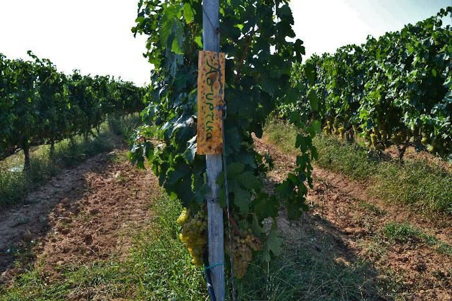 three rows of vines at 'Filia Gi' vineyards