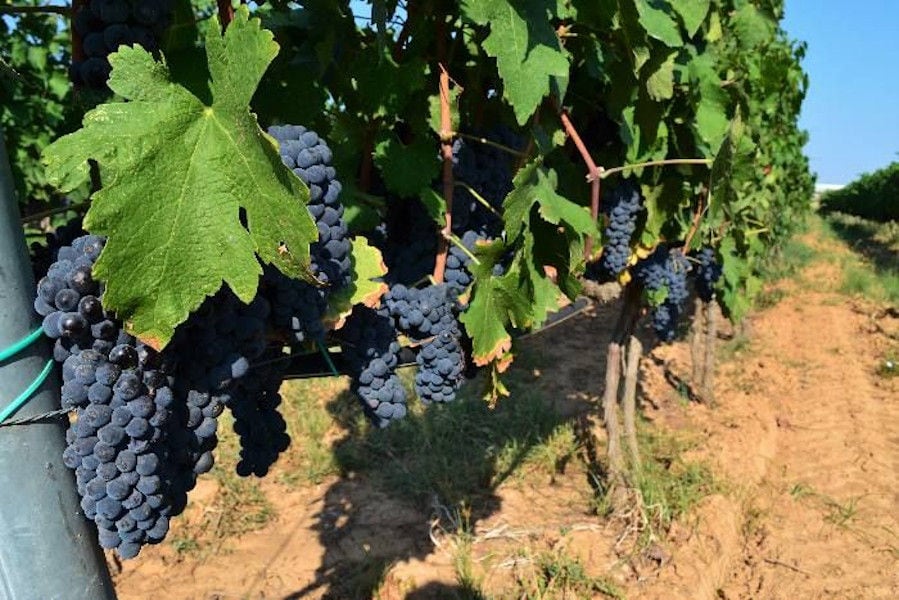 'Filia Gi' vineyards full of bunches of black grapes