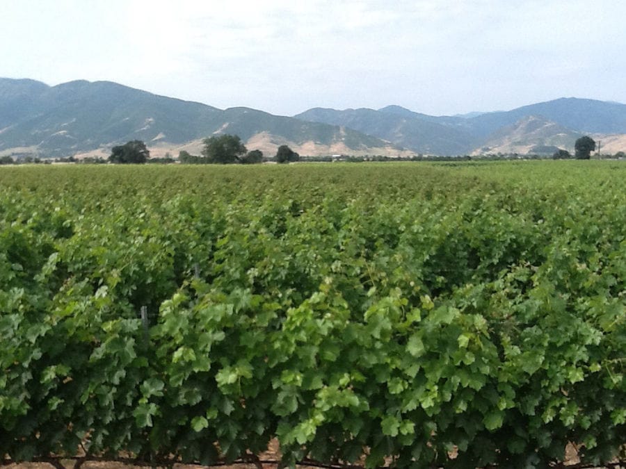 rows of vines at 'Filia Gi' vineyards in the background of trees and mountains