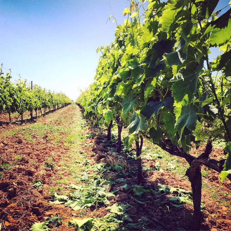 two rows of vines at 'Filia Gi' vineyards in the background of blue sky in the sunshine day