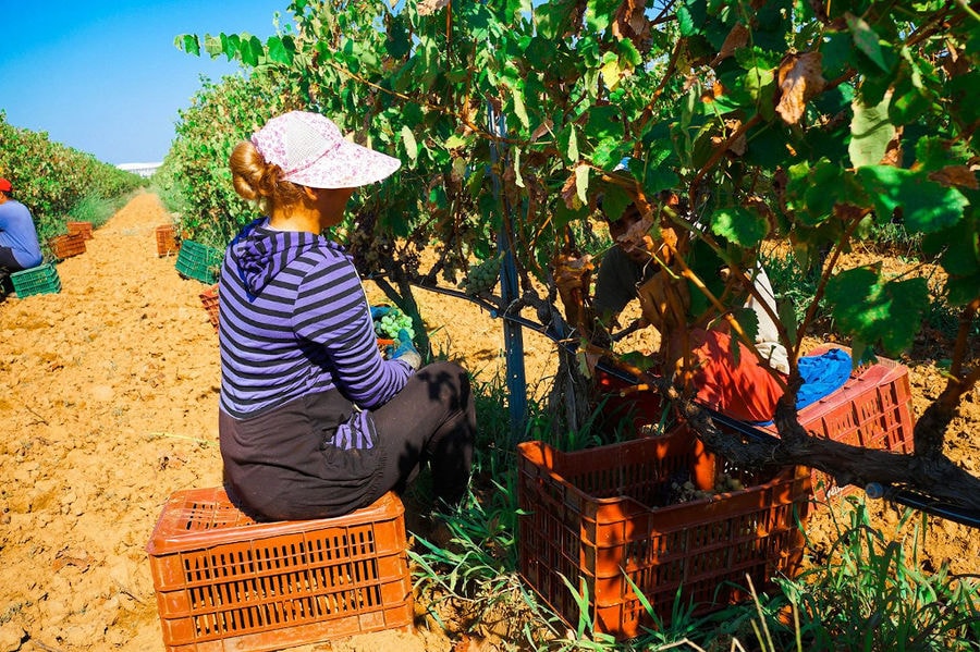 women sitting on crates and picking grapes in the 'Filia Gi' vineyard