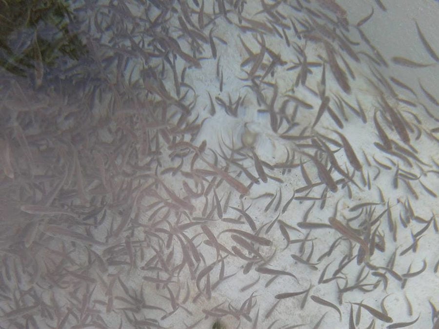close-up of fish fingerlings in water at 'Fresko'
