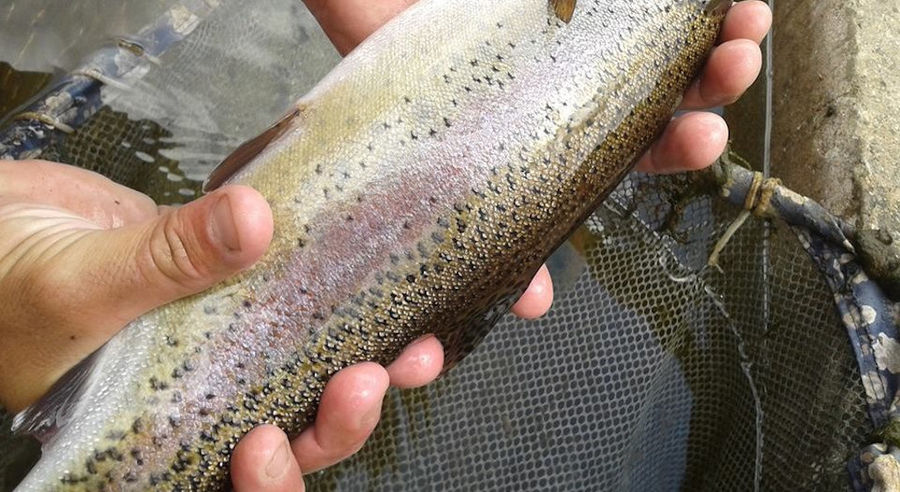 close-up of hands of man holding a fresh trout and showing at the camera at 'Fresko'