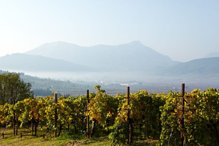 rows of vines at Gaia Wines vineyards in the background of trees and mountains in the dense fog day|logo Gaia wines