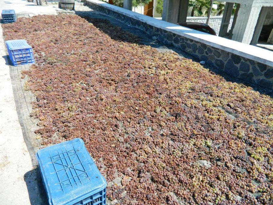 grapes on the ground for drying in the sun at Gavalas Winery outside