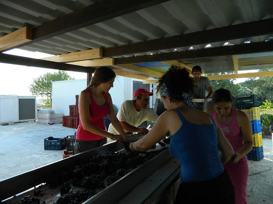 men and girls selecting white grapes on conveyor belt at Gavalas Winery facilities