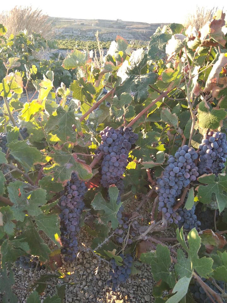 Gavalas Winery vineyards full of bunches of black grapes