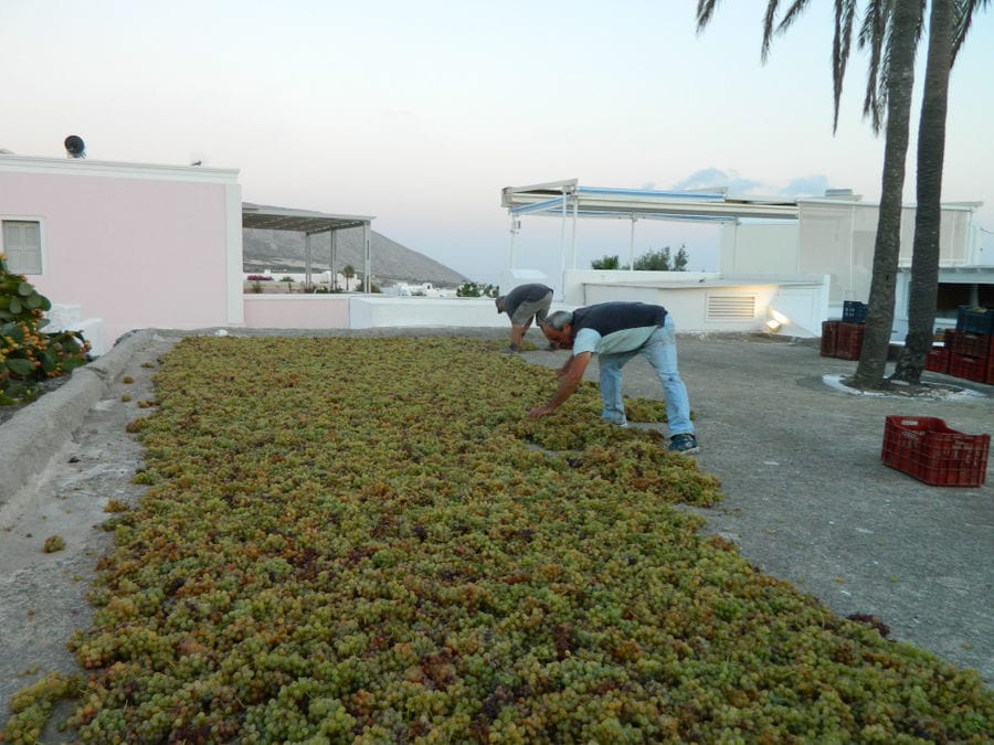men spreading grapes on the ground for drying in the sun at Gavalas Winery outside