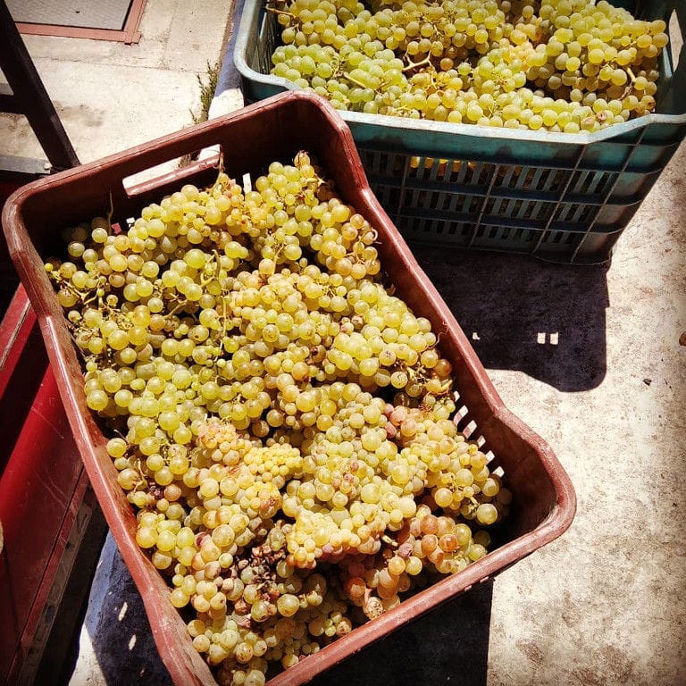 plastic crates with bunches of white grapes at Gavalas Winery
